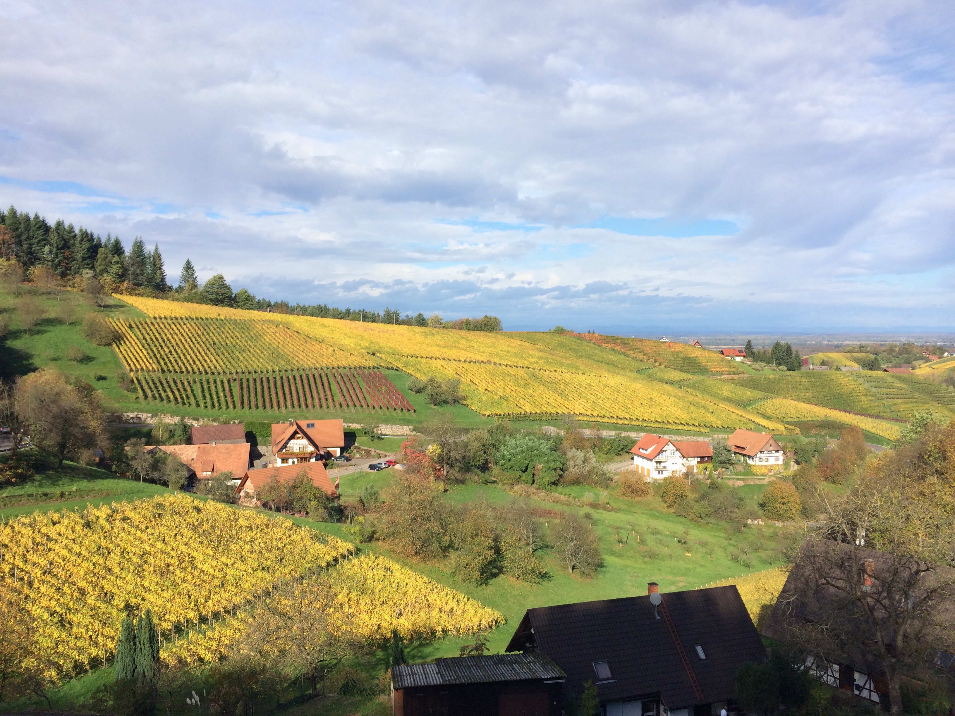 Ortenauer Weinpfad