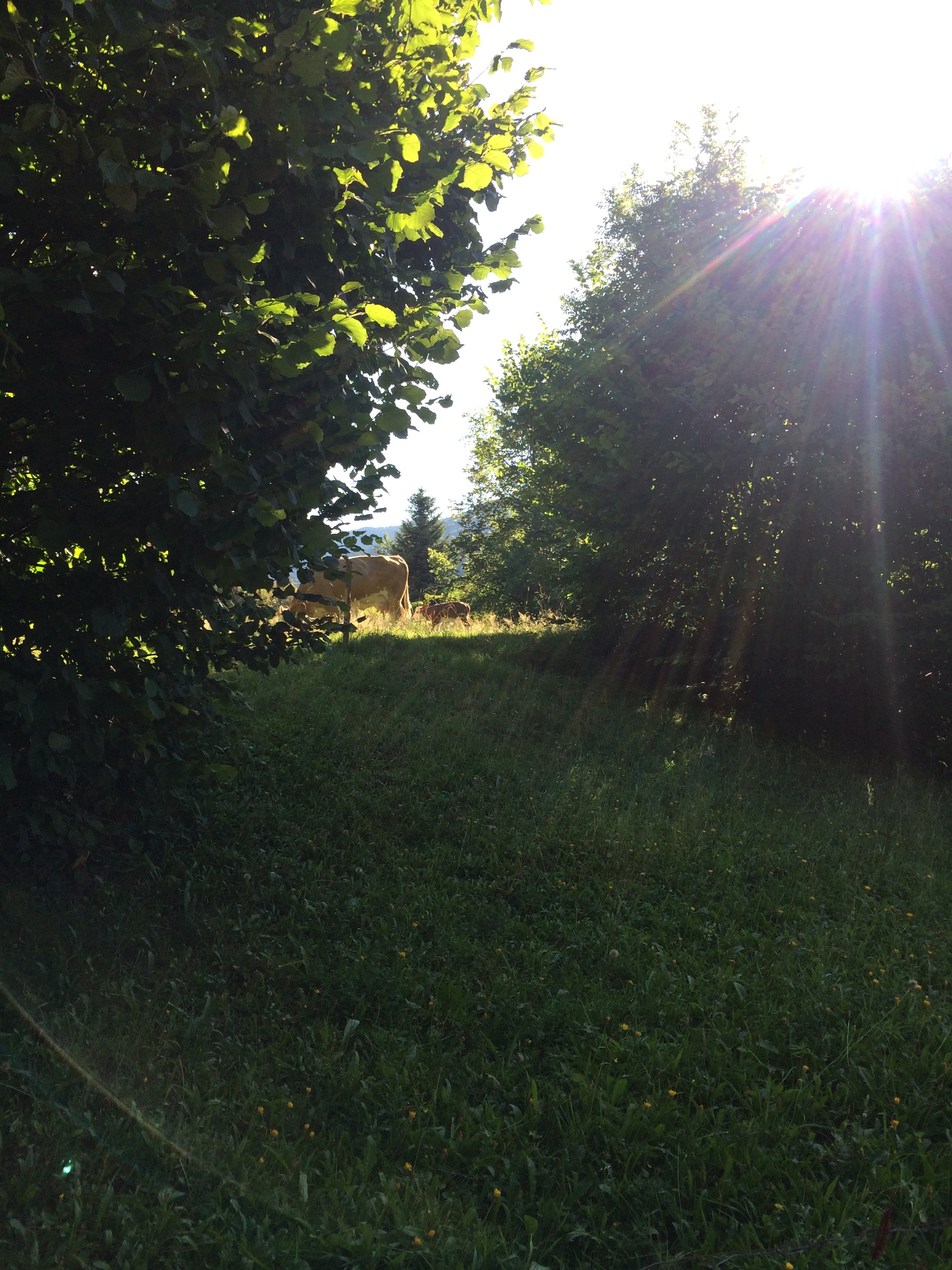 Zweitälersteig